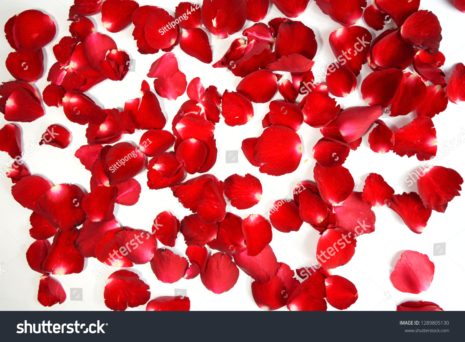 Background of beautiful red rose petals - Image #1289805130