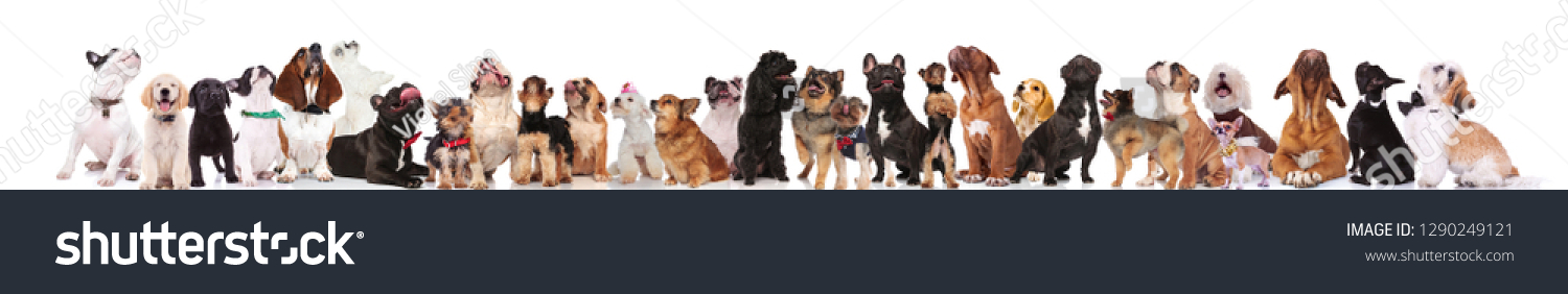 many different breeds of dogs looking up while standing and sitting on white background, wearing colored collars #1290249121