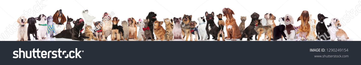 many adorable dogs and cats with bowties and collars look up while standing and sitting on white background #1290249154