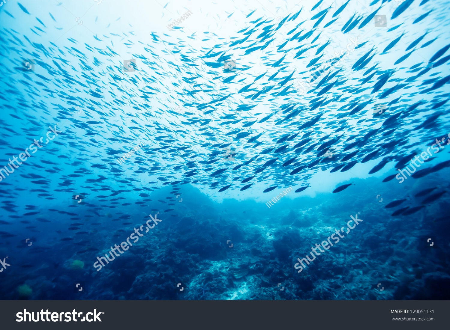 school of fish underwater #129051131