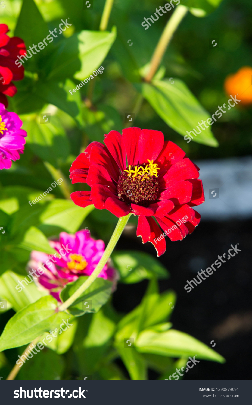 Zinnias are annual plants, shrubs and sub-shrubs growing mainly in North America, Zinnias can be white, greenish yellow, yellow, orange, red, purple or lilac. #1290879091