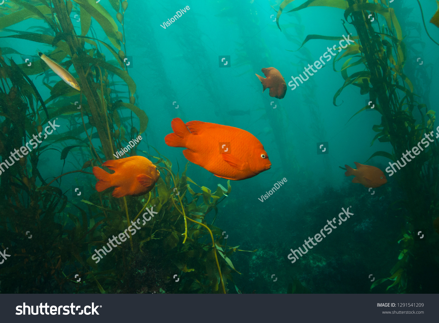 Garibaldi Damsel swimming between giant kelp plants #1291541209