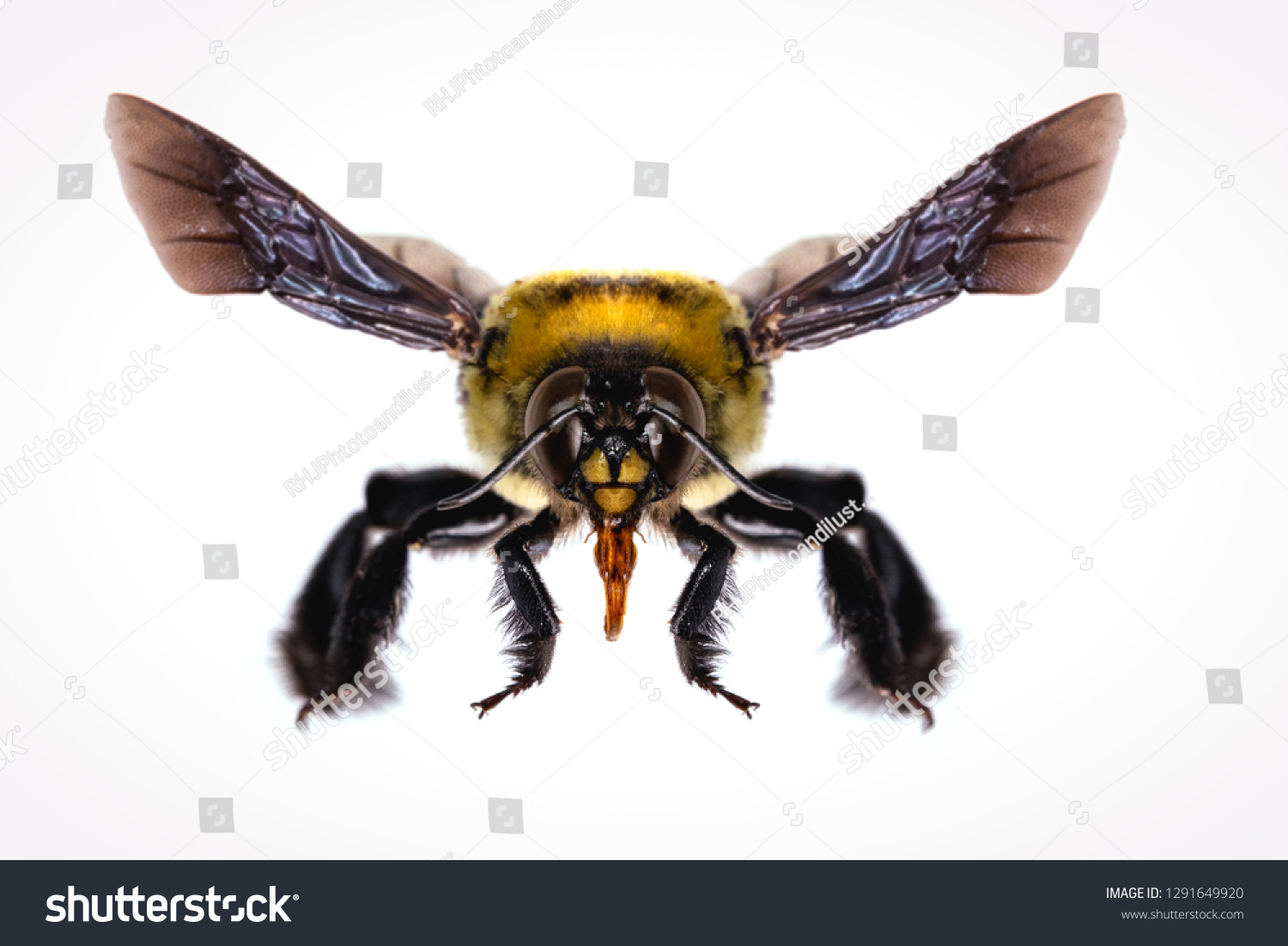 picture of bees on white background, bee on backs flying and other details, macro photography of insects #1291649920