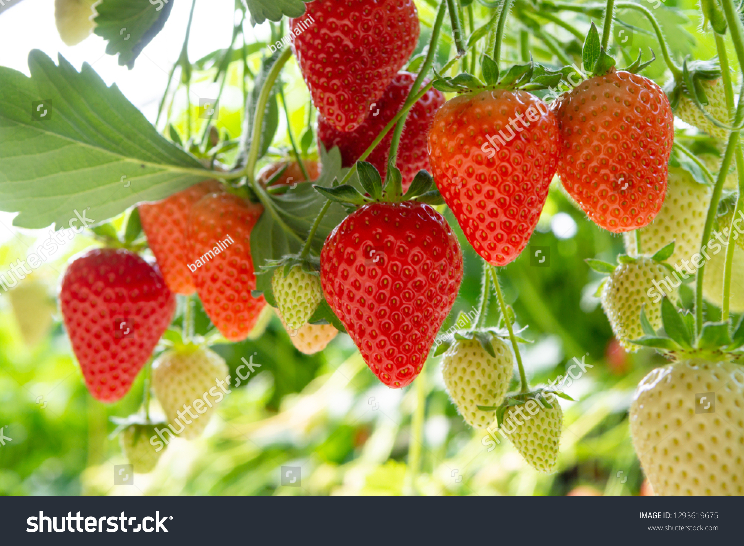 Harvesting of fresh ripe big red strawberry fruit in Dutch greenhouse #1293619675