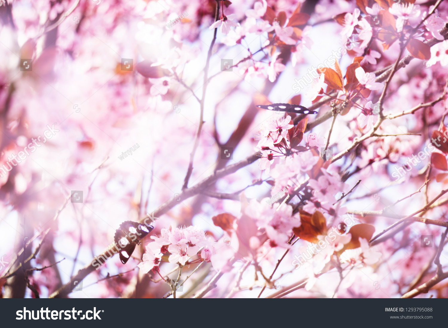 flowering tree in springtime #1293795088