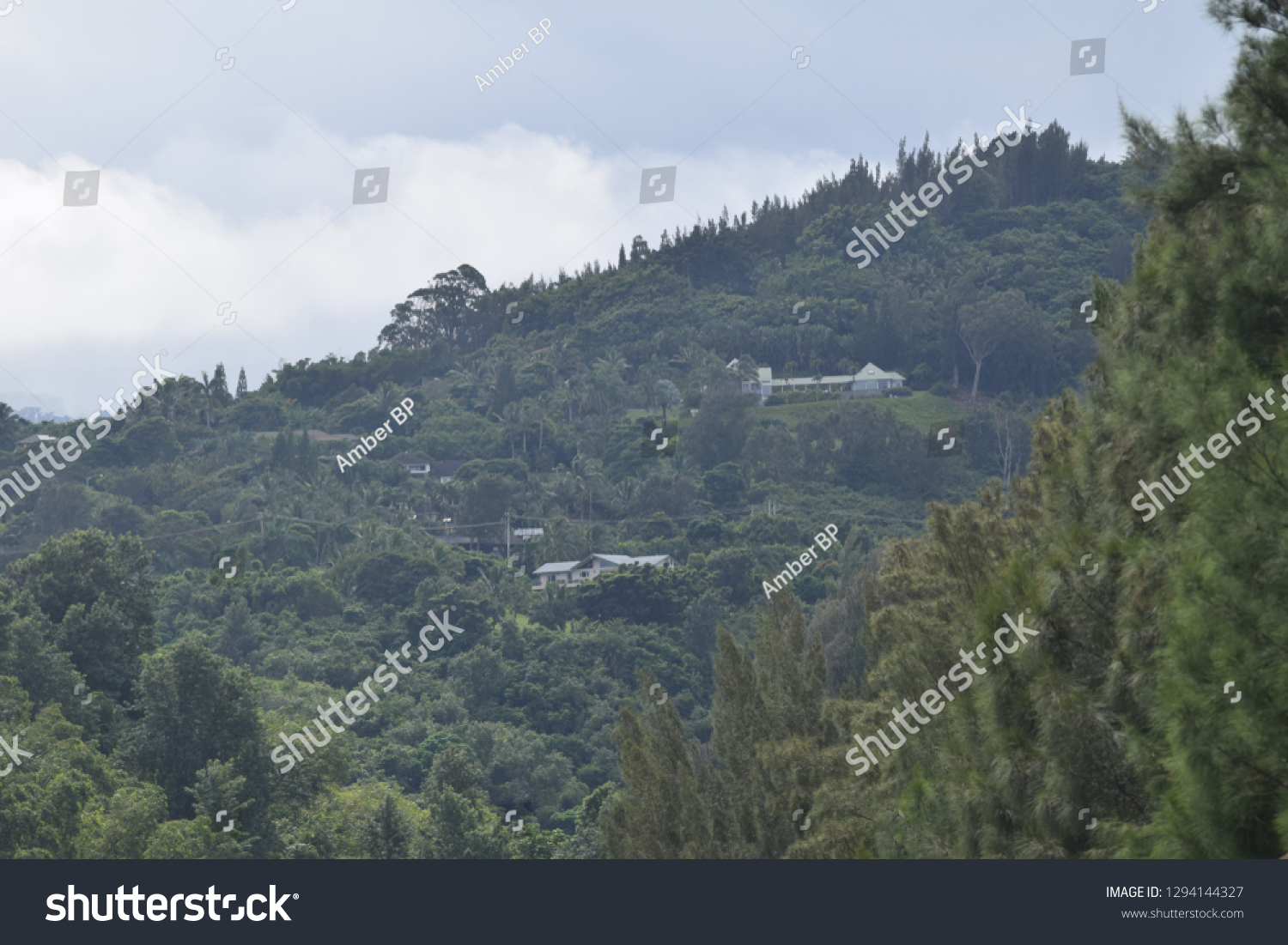 Maui Lush Forest #1294144327