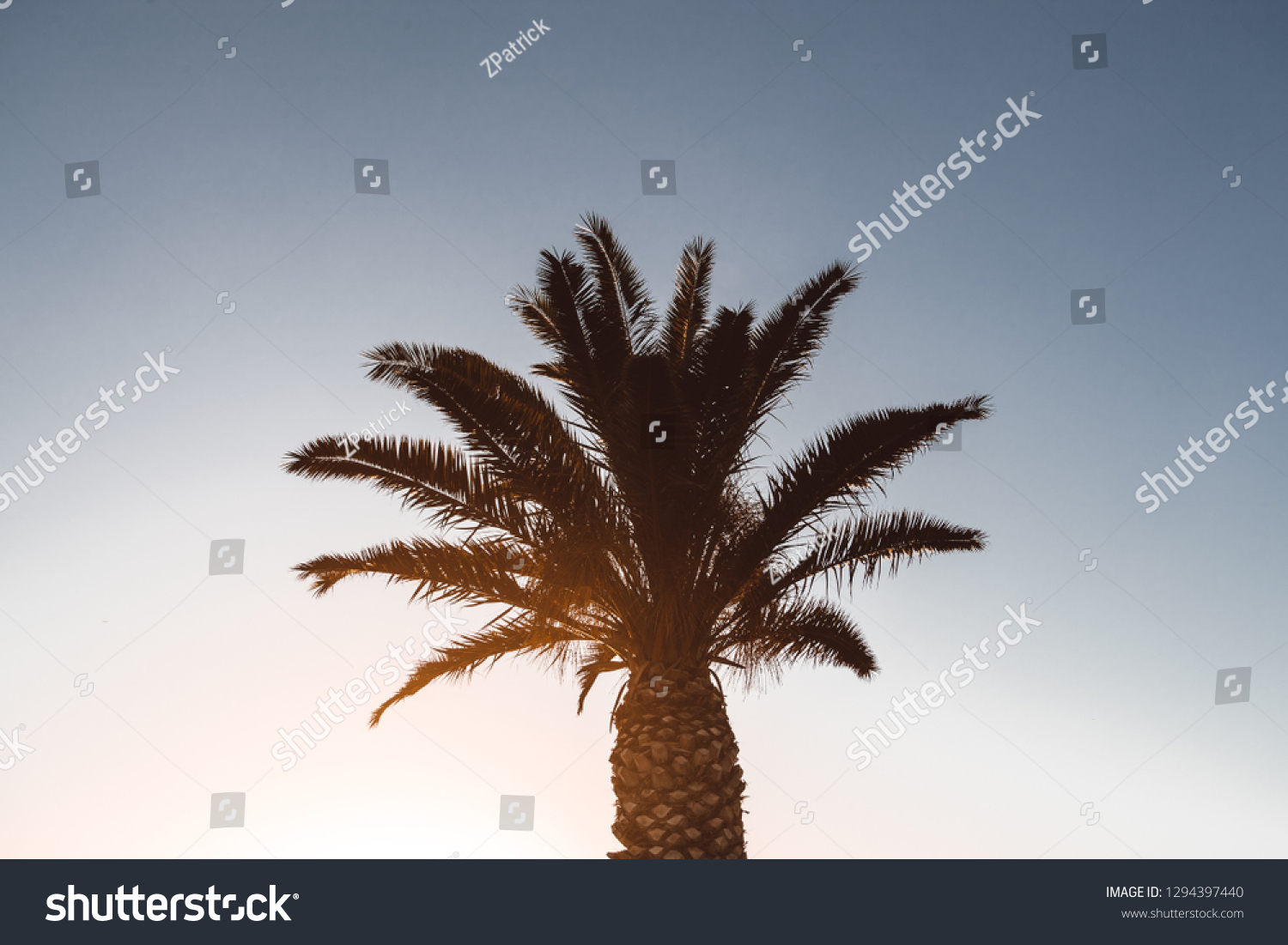 Sunset Palm Trees in Los Angeles #1294397440