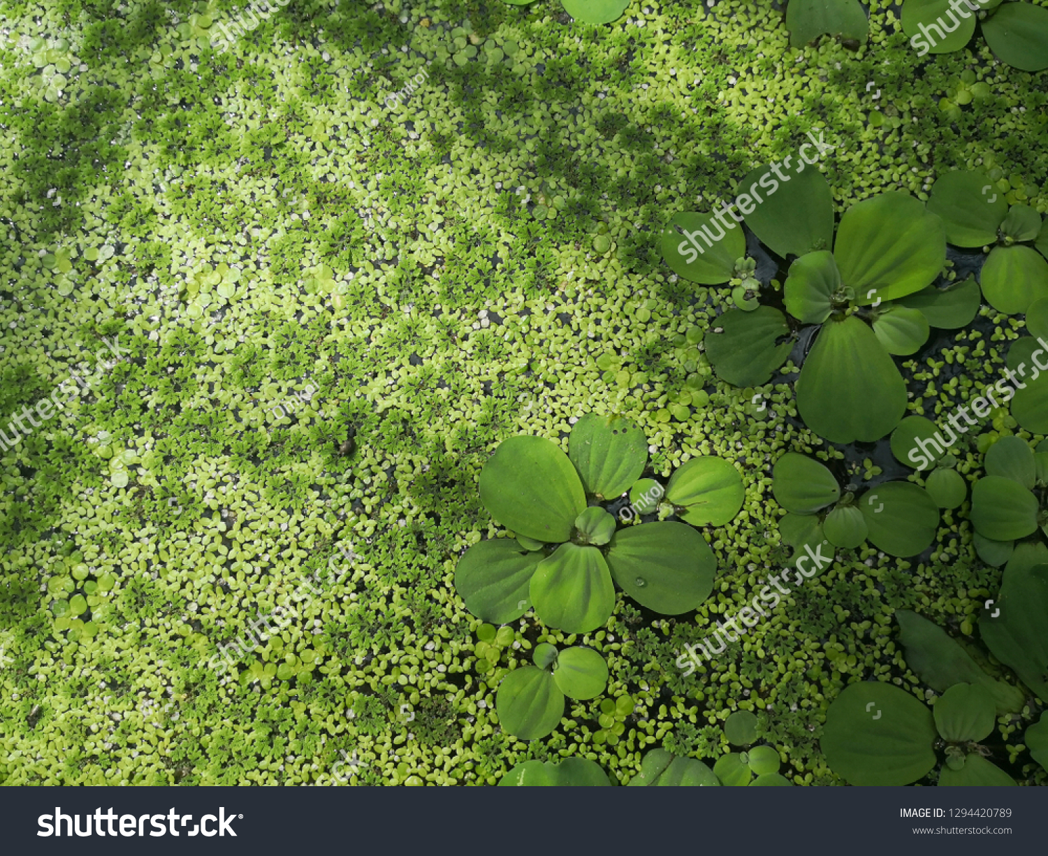 Green leaf texture: Duckweed or water lettuce is leaves natural background on water, Aquatic Plant,Lemnoideae is floating pond plant.small aquatic plant.selective focus and free space for text. #1294420789