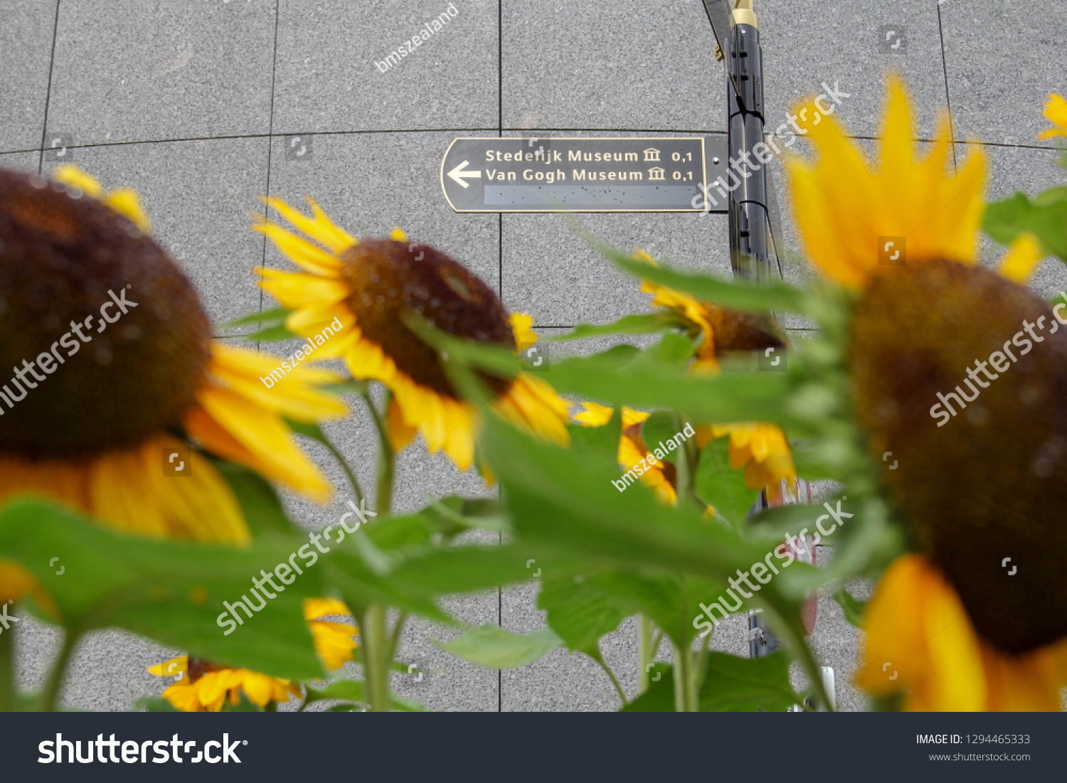 A sign pointing to the Van Gogh Museum and the Stedelijk Museum in Amsterdam, the Netherlands, through bright yellow sunflowers, which van Gogh made iconic in his paintings. #1294465333
