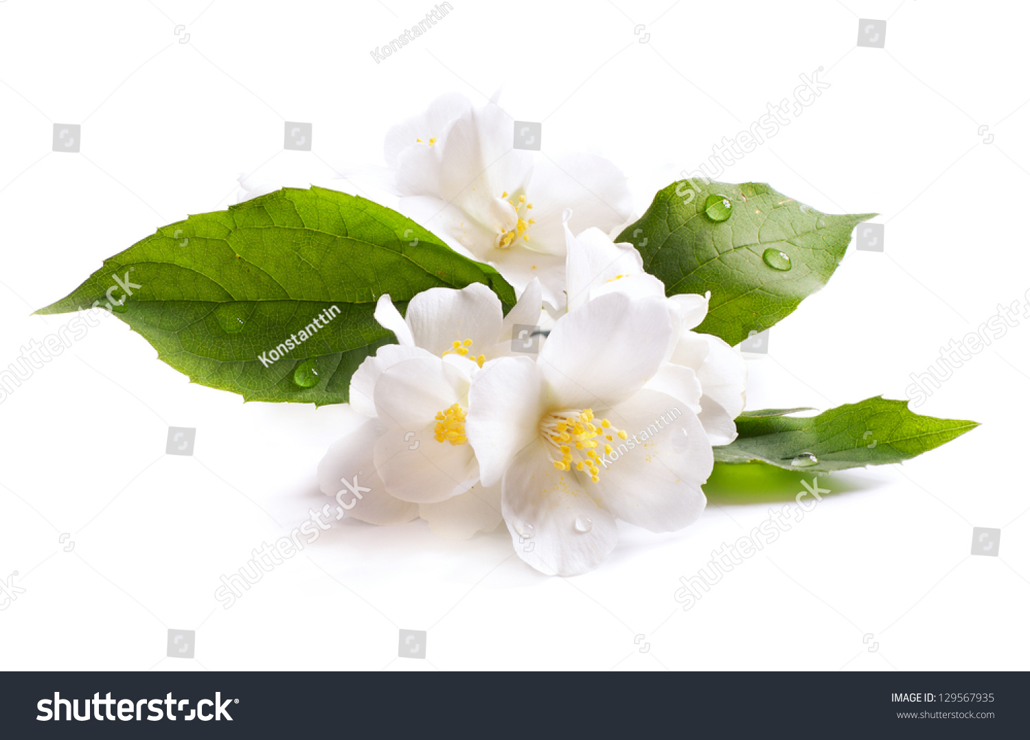  jasmine white flower isolated on white background #129567935