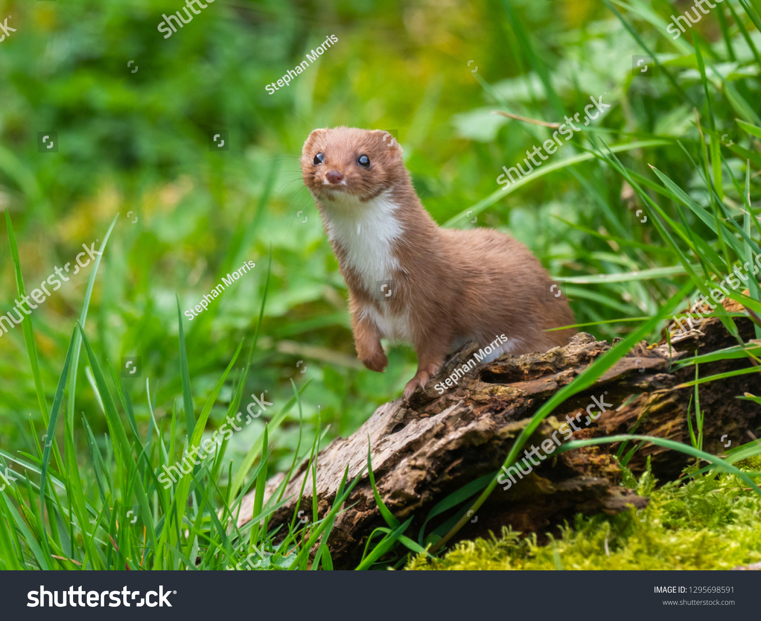Weasel or Least weasel (mustela nivalis) #1295698591