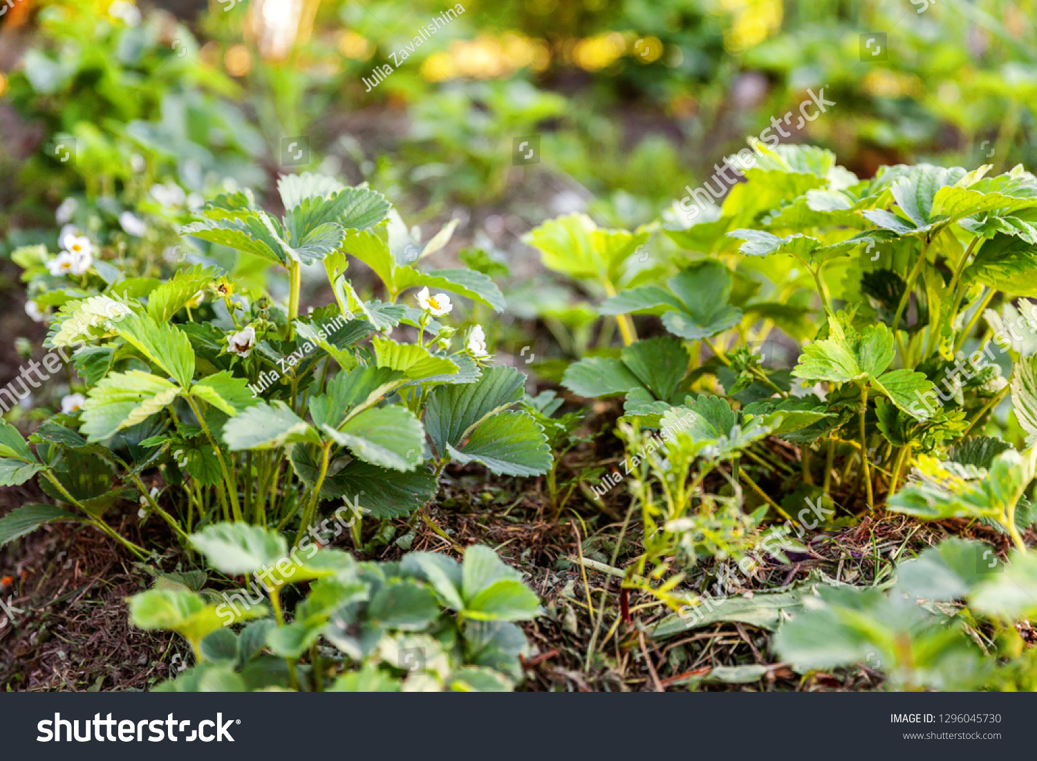 Industrial cultivation of strawberries. Bush of strawberry with flower in spring or summer garden bed. Natural growing of berries on farm. Eco healthy organic food horticulture concept background #1296045730