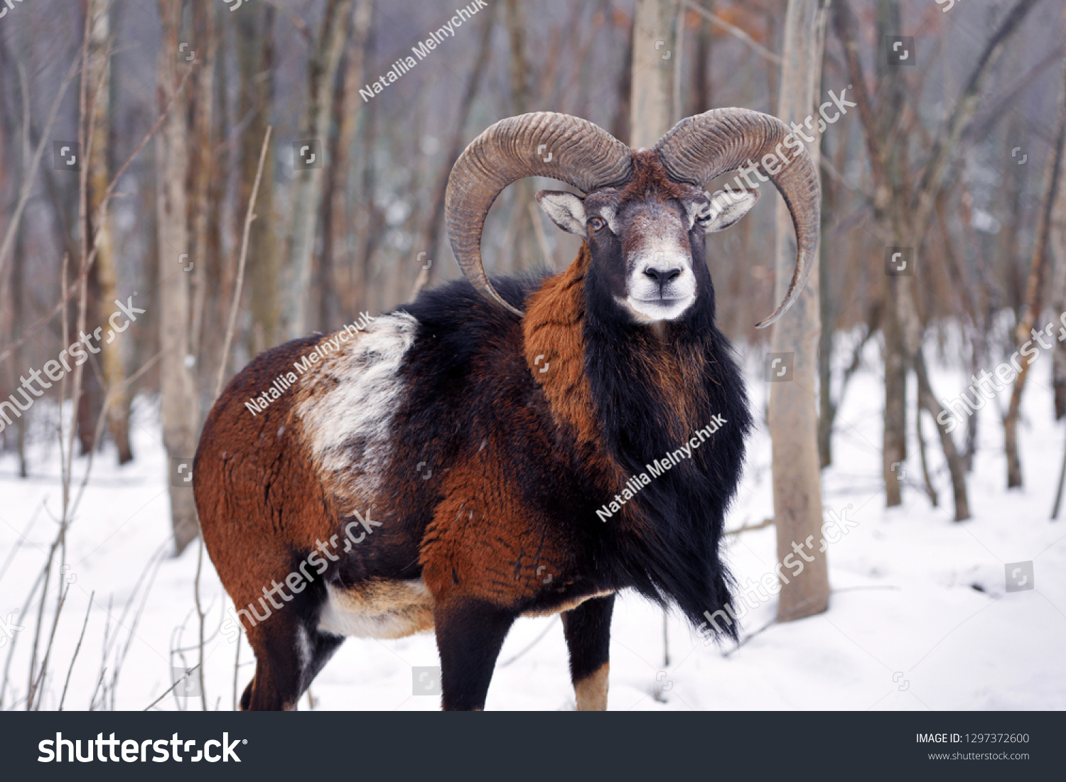 Mouflon Male (Ovis musimon) in the winter forest, horned animal in nature habitat #1297372600