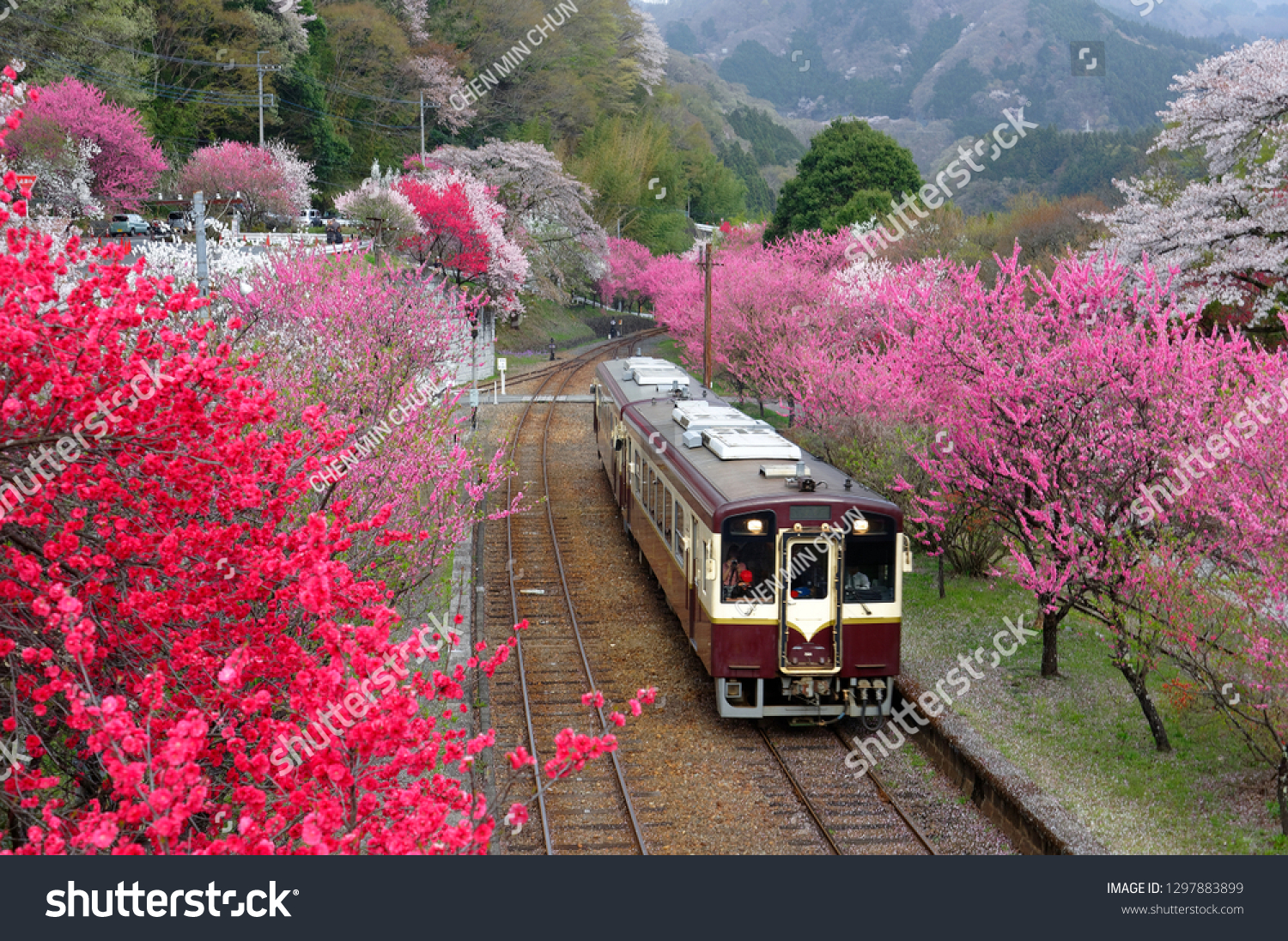 Retro cars of a local train arriving at Godo Station of Watarase Keikoku Railway Line (渡良瀬渓谷鉄道), with pink and red blossom trees blooming vibrantly along the railroad tracks, in Midori, Gunma, Japan #1297883899