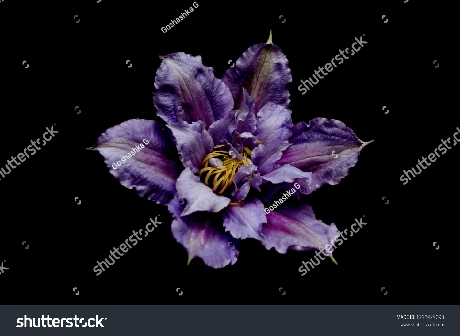 Beautiful flowers on a black background. An isolated photograph. Quality color #1298929093