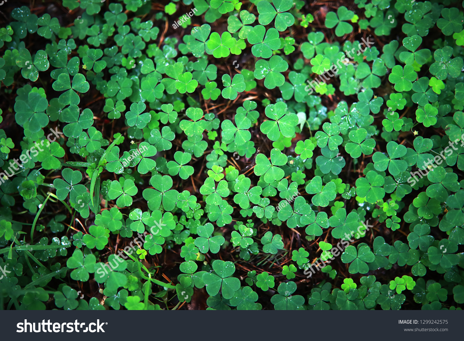 Background from plant clover four leaf. Irish traditional symbol. St.Patrick Day. #1299242575