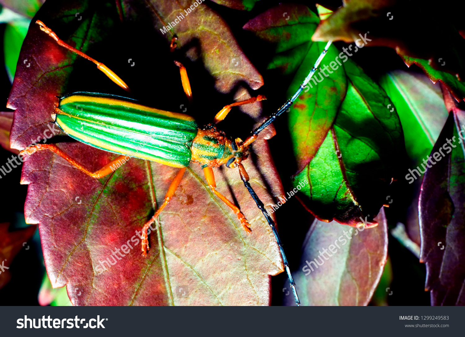 Long-horned beetle #1299249583