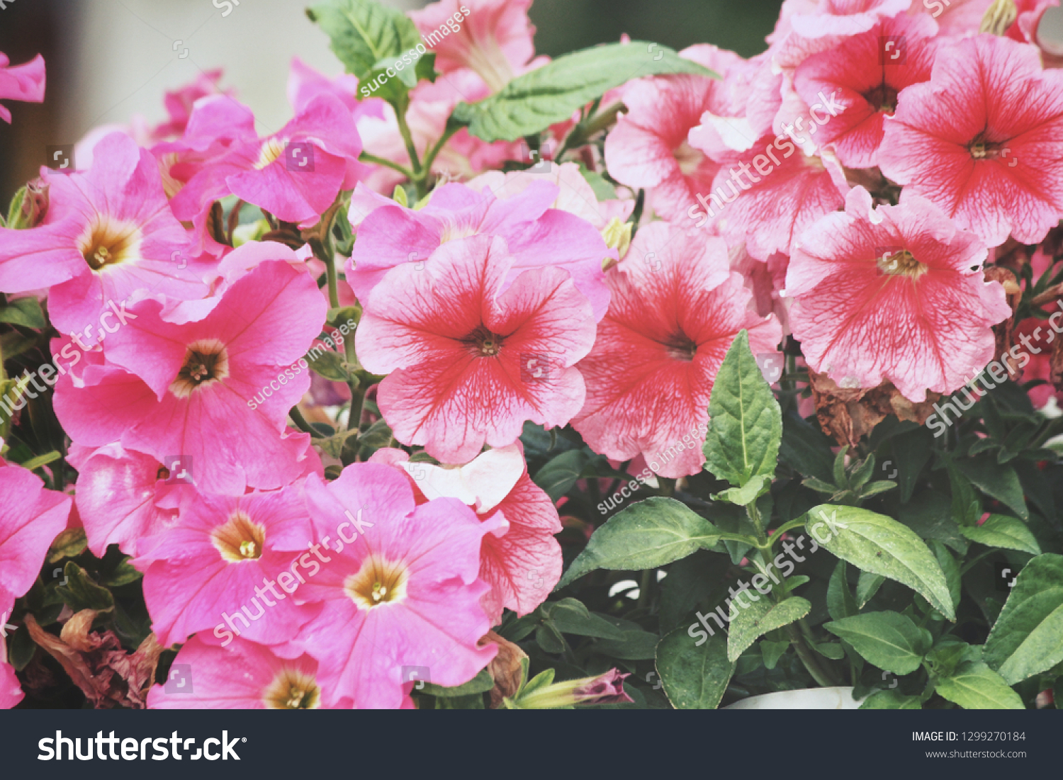 Beautiful of petunia flowers #1299270184