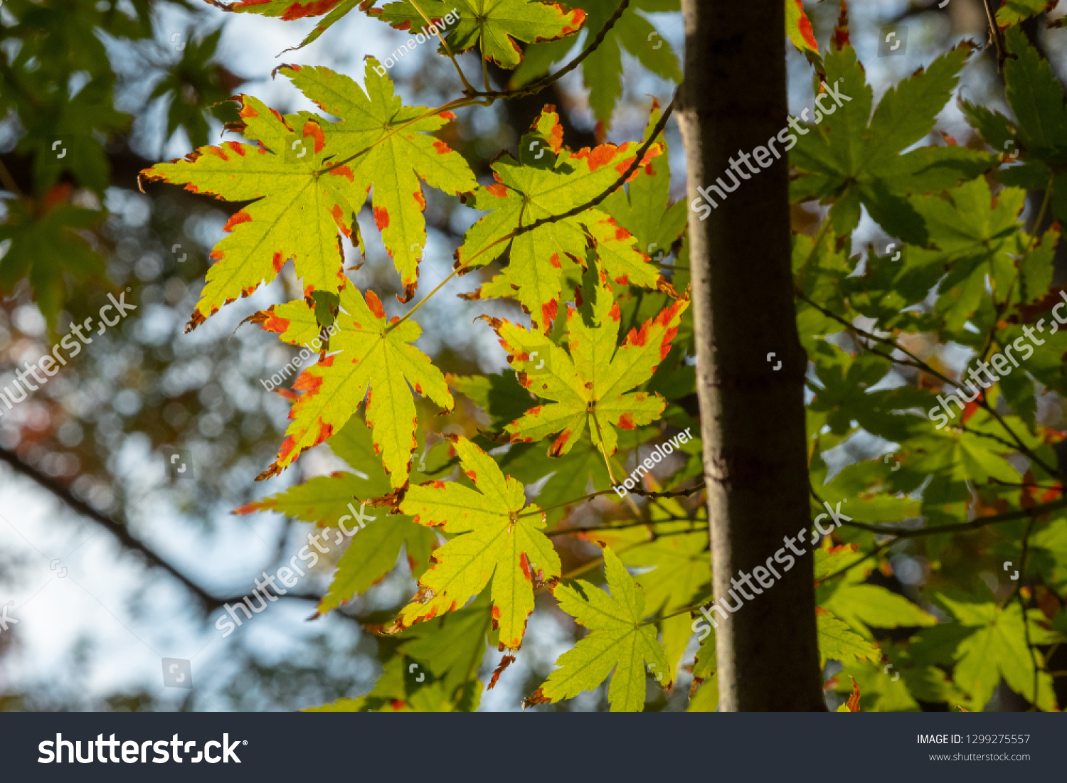 The autumn tints #1299275557