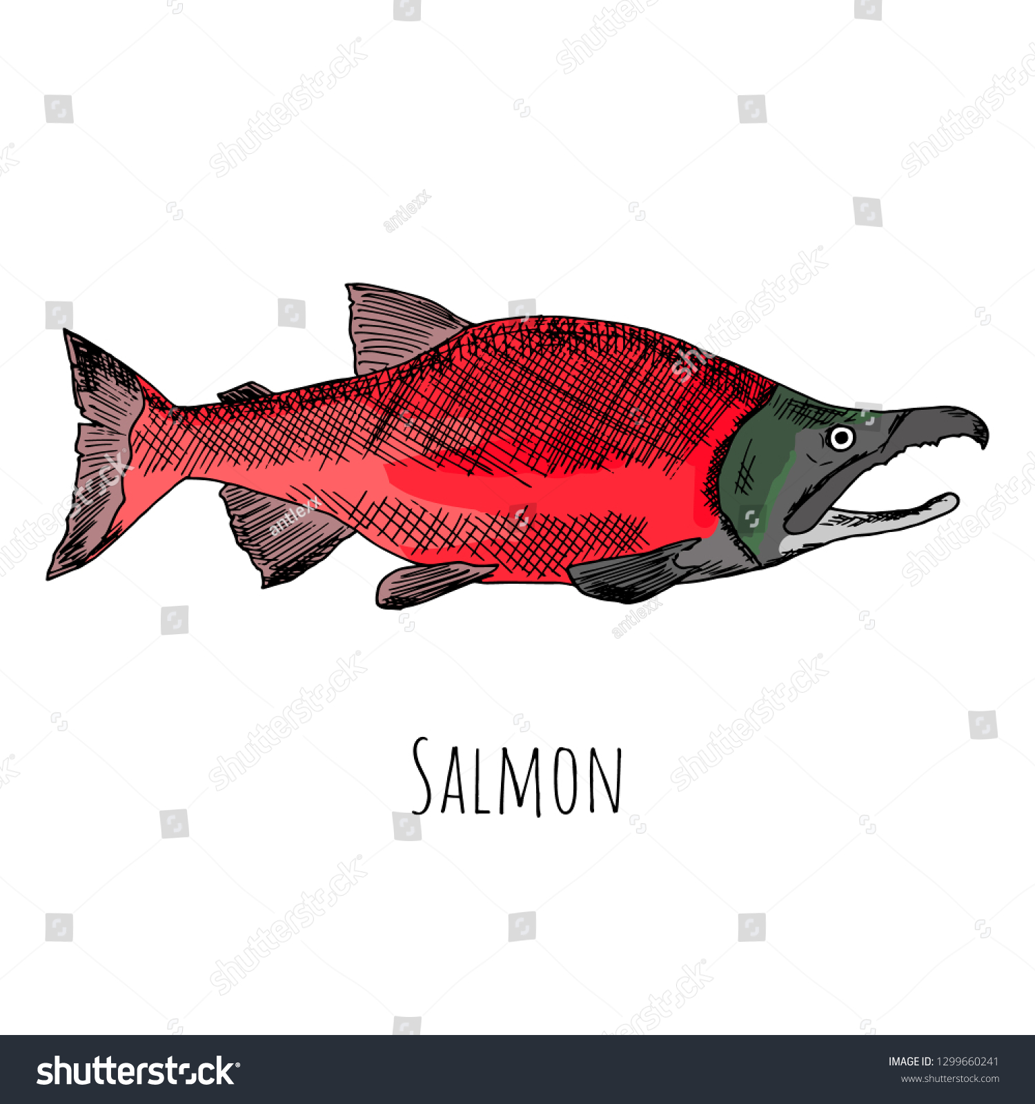 Hand-drawn salmon. Vector cartoon illustration. - Royalty Free Stock ...