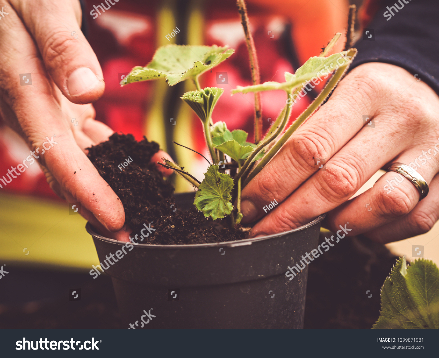 two hands planting a plant -  image shows how to propagate perennials - planting Alchemilla or ladys mantle using dirt or soil #1299871981