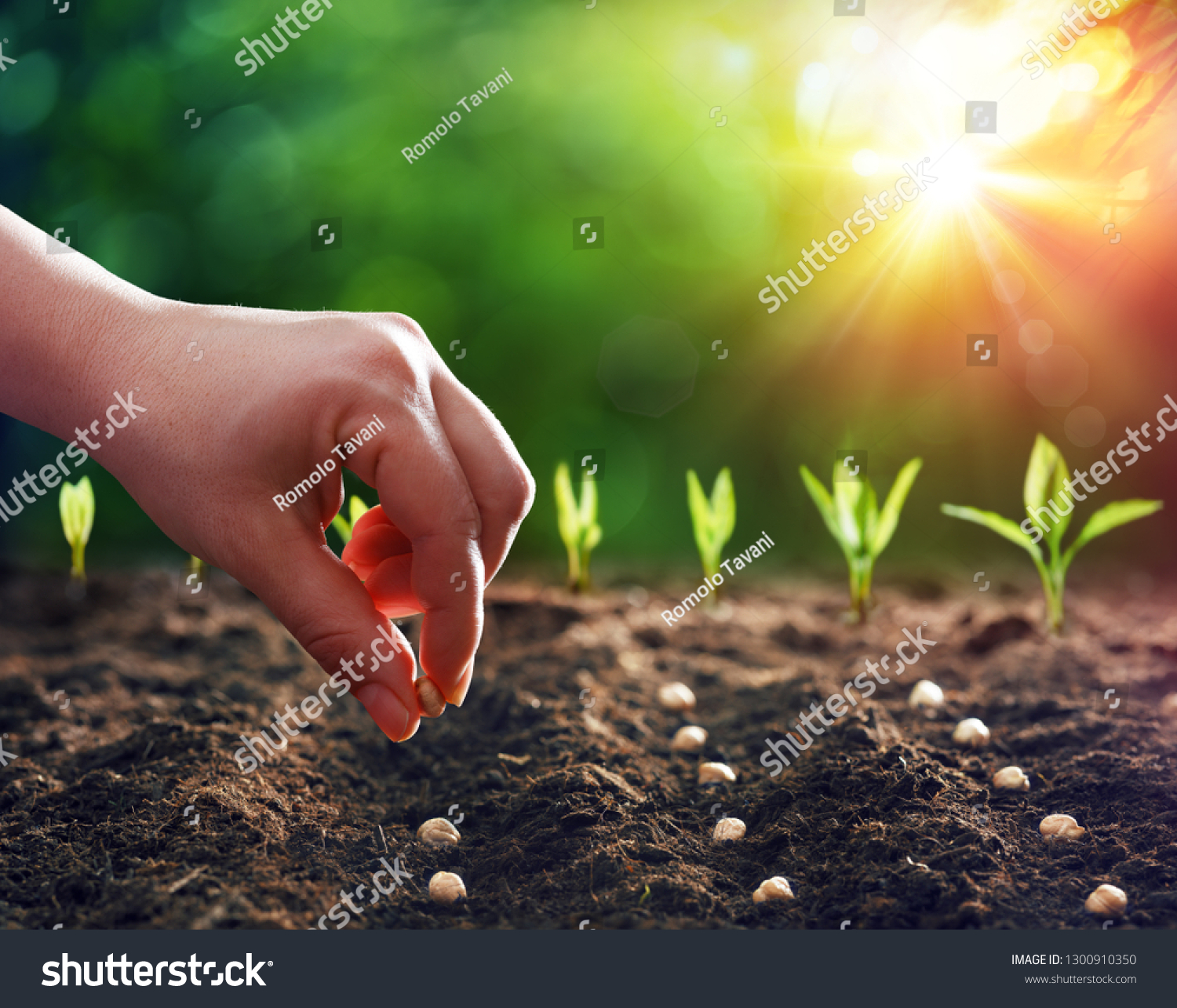 Hands Planting The Seeds Into The Dirt
 #1300910350