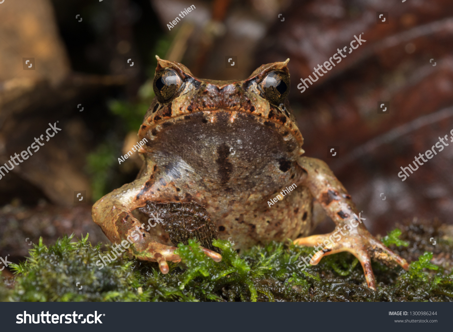 Beautiful Borneo Horn frog, Borneo Horn frog, Close-up of Borneo Horn Frog #1300986244