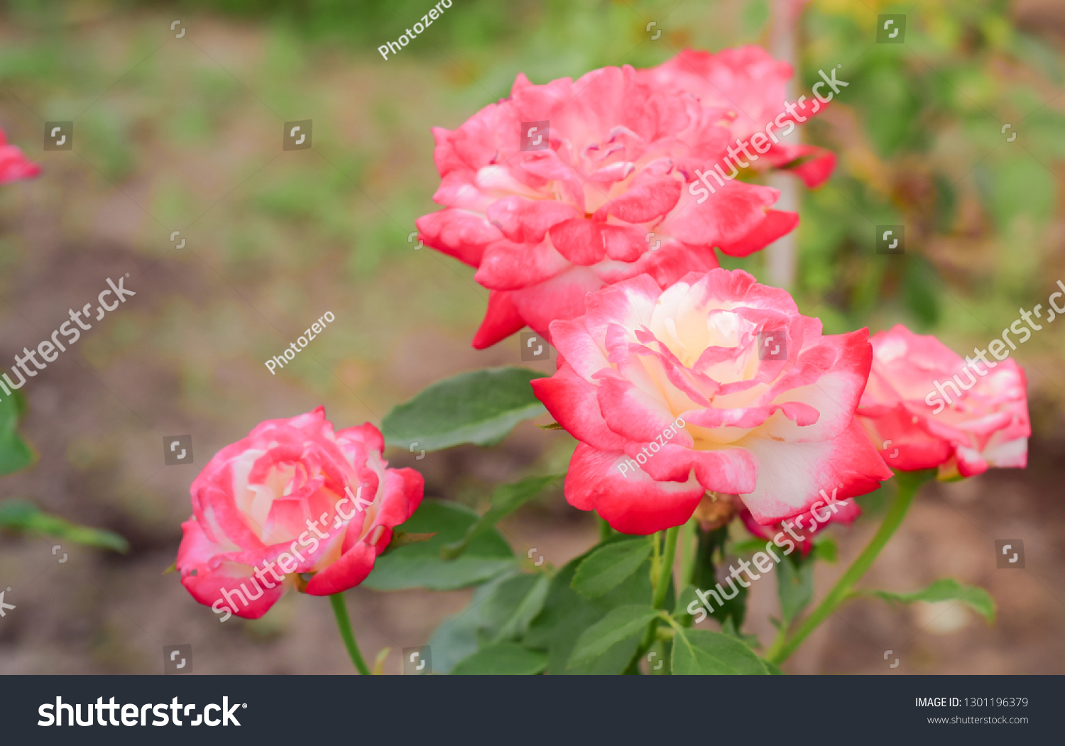 Roses flower in garden. #1301196379