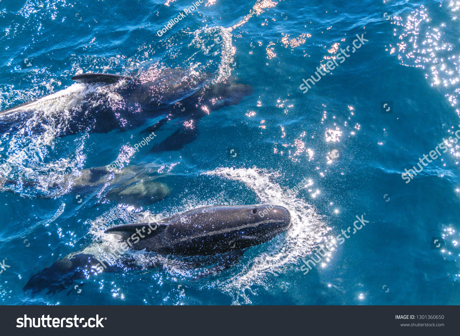 A group of Long-Finned Pilot Whales -Globicephala melas- swimming in the South Atlantic Ocean, near the Falkland Islands #1301360650