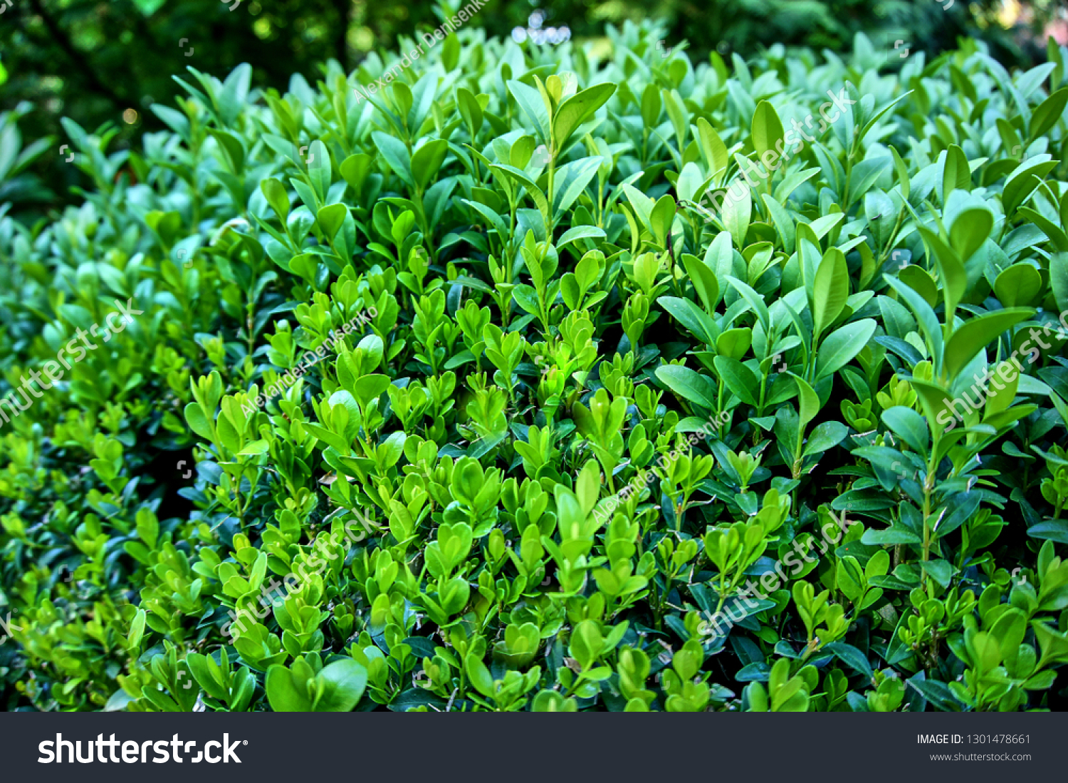 European boxwood, European boxwood or boxwood, is a type of evergreen shrub. Close-up. Selective focus. Green branches of boxwood as texture for design. #1301478661