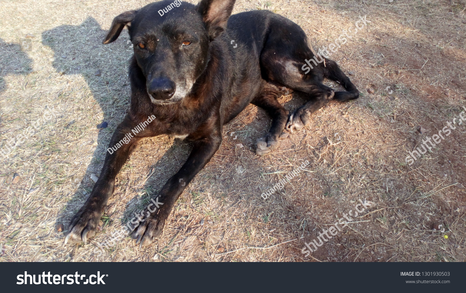 A black dog with a disability in her legs ..And poor health.. lying on the ground in the midst of strong sunlight until the shadow. #1301930503