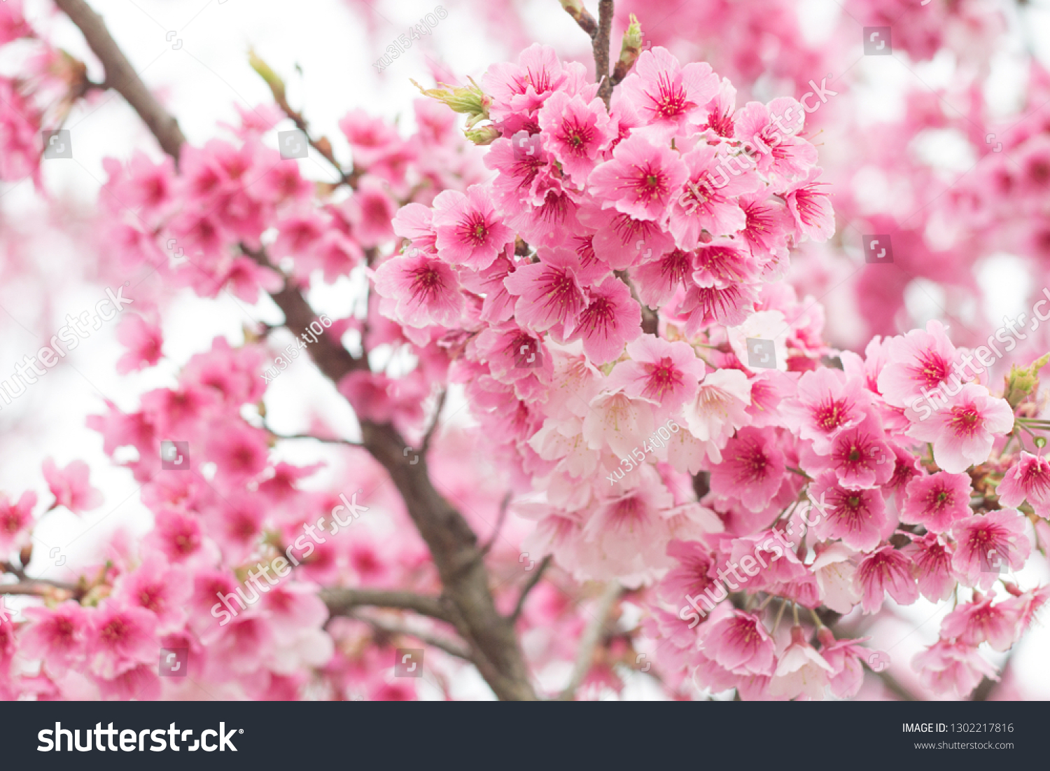 Beautiful cherry blossoms blooming in Yangming Mountain, Taiwan #1302217816
