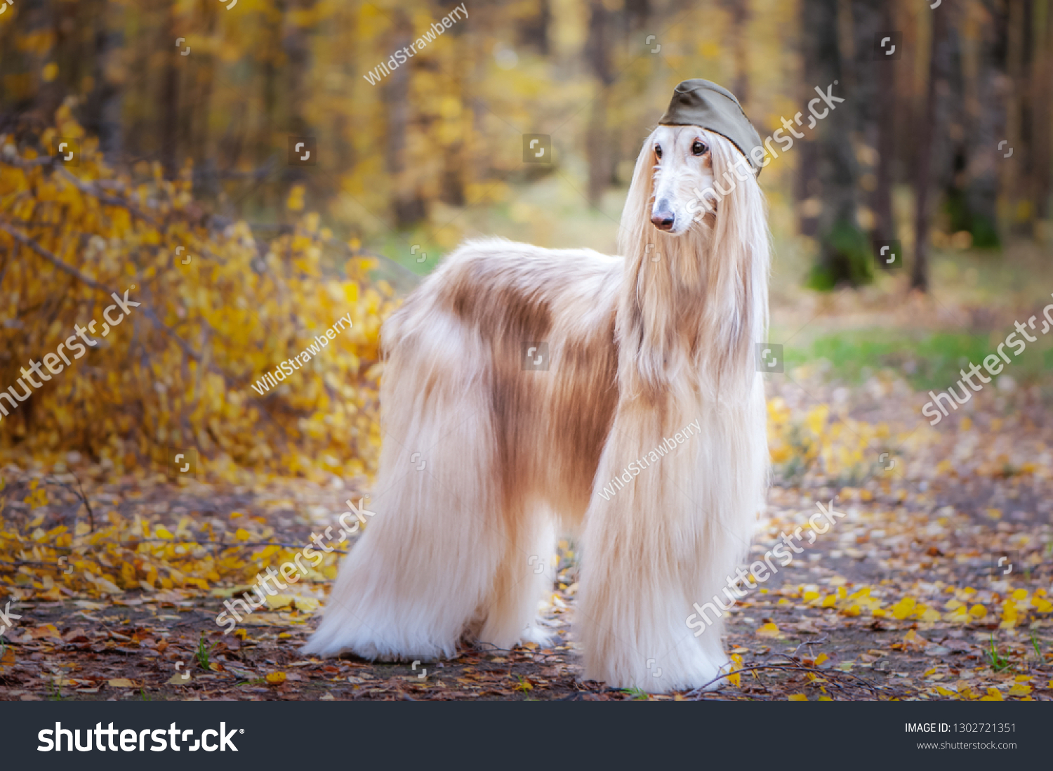 Two stylish Afghan hounds, dogs, in a military cap and field cap against the background of the autumn forest. Host protection concept, dog protector, February 23 #1302721351
