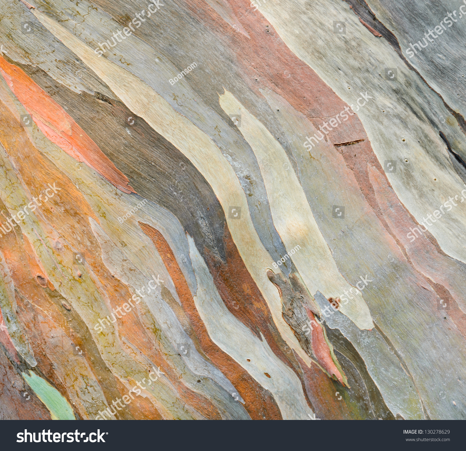 Extraordinary colored bark of Eucalyptus deglupta #130278629
