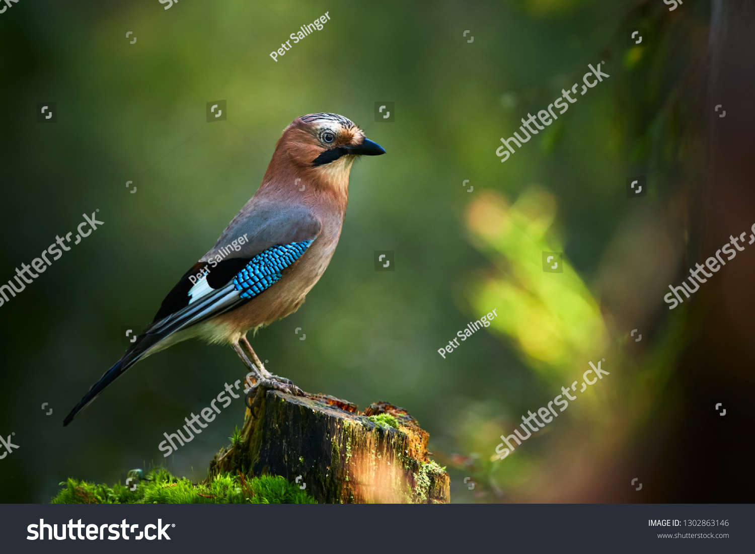 Beautiful picture the Eurasian jay (Garrulus glandarius). A bird sits in a deep forest on a stump. Wildlife scene from Kuhmo, Finland. #1302863146
