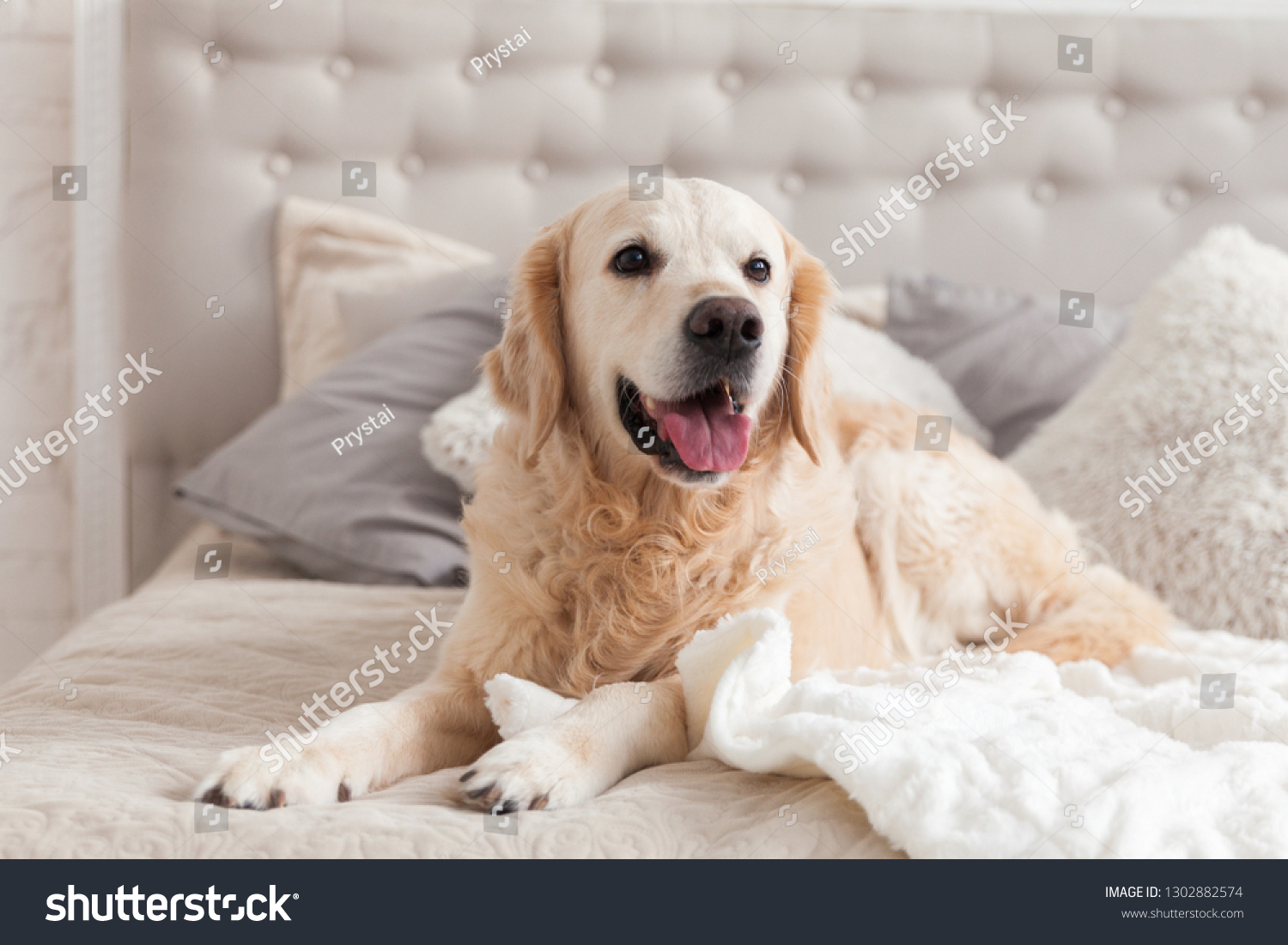 Happy smiling golden retriever puppy dog in luxurious bright colors classic eclectic style bedroom with king-size bed and bedside table. Pets friendly  hotel or home room. Copy space, empty for text. #1302882574