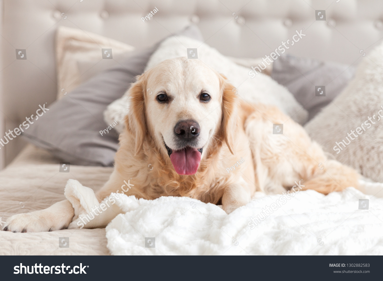 Happy smiling golden retriever puppy dog in luxurious bright colors classic eclectic style bedroom with king-size bed and bedside table. Pets friendly  hotel or home room. Copy space, empty for text. #1302882583