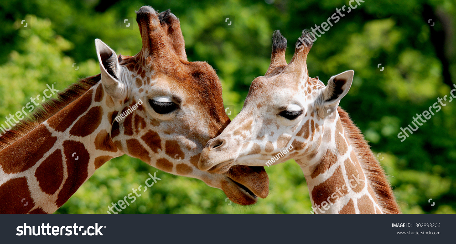 The giraffe (Giraffa camelopardalis) is an African even-toed ungulate mammal, the tallest of all extant land-living animal species, and the largest ruminant. #1302893206