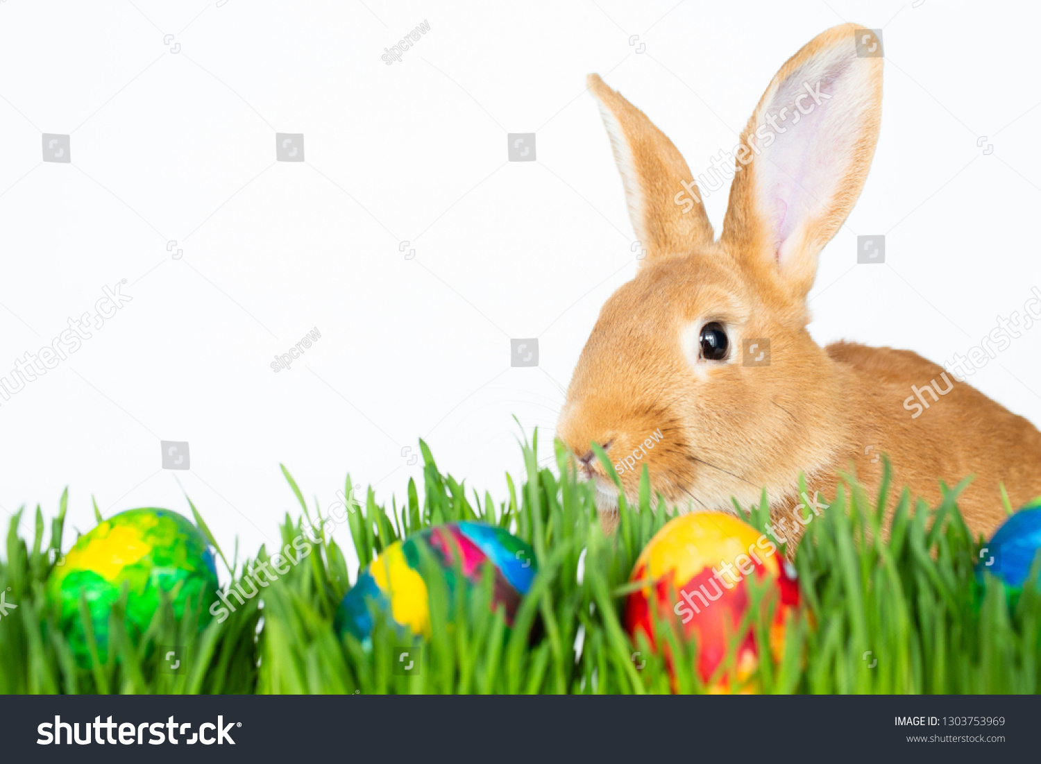 Easter bunny in green grass with painted eggs on white background
 #1303753969