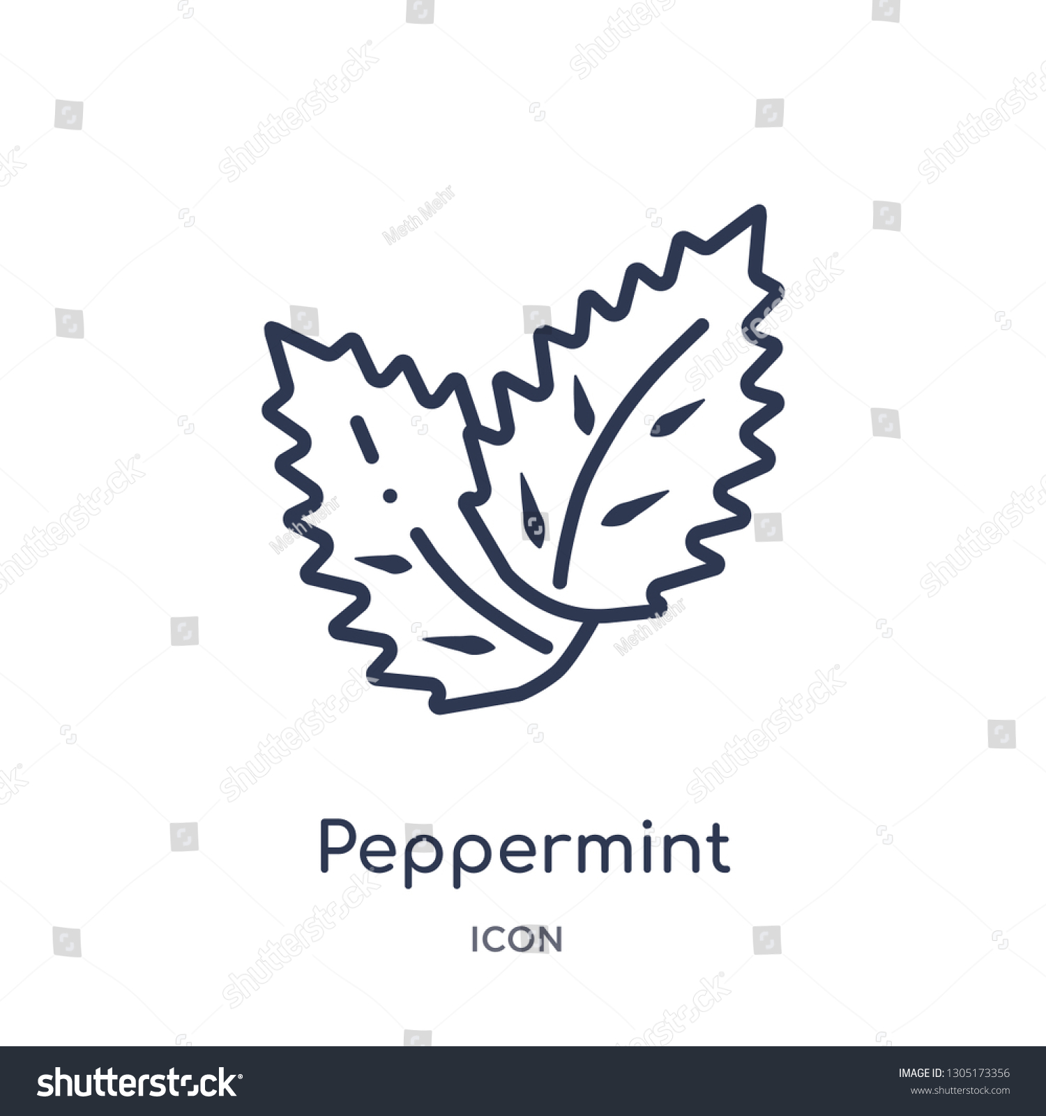 peppermint icon from nature outline collection. Thin line peppermint icon isolated on white background. #1305173356