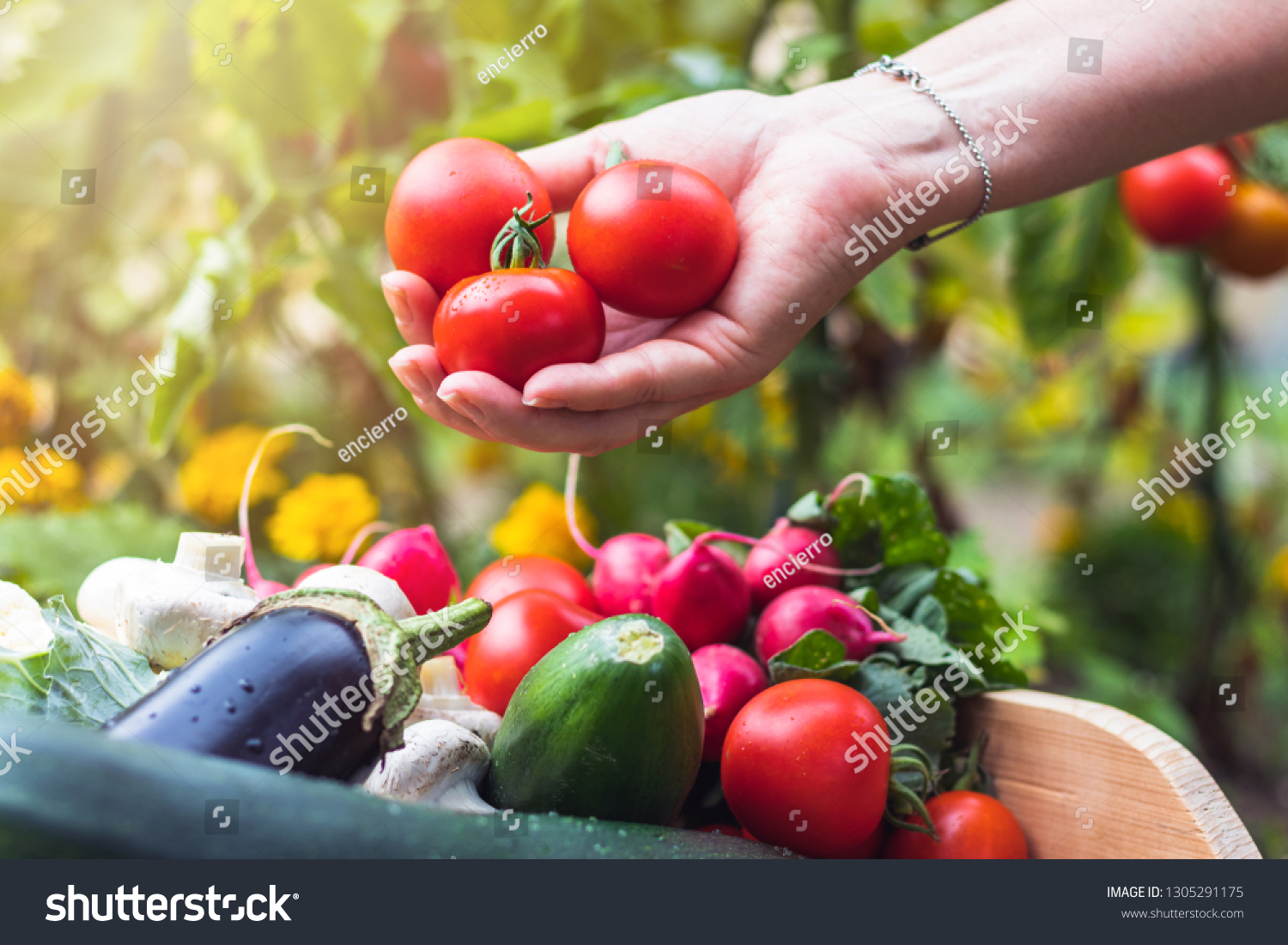 Woman´s hands picking fresh tomatoes to wooden crate with vegetables. Homegrown produce in organic garden #1305291175