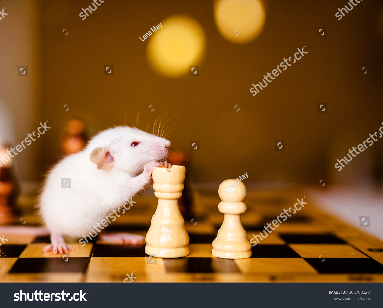Cute little white rat with big ears siting on the chess board on the warm yellow background. #1305708223