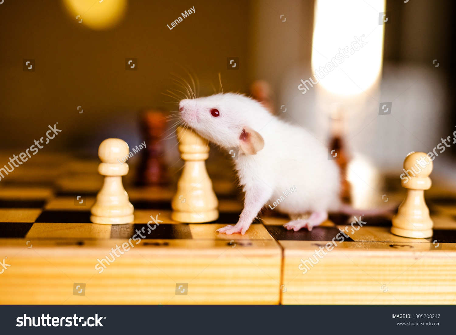 Cute little white rat with big ears siting on the chess board on the warm yellow background. #1305708247