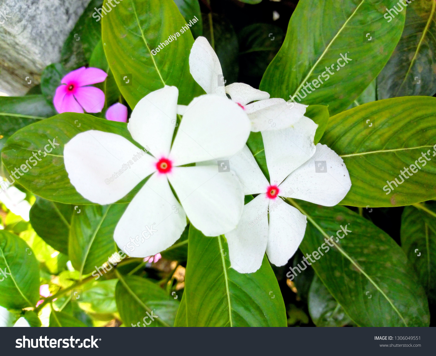 Catharanthus roseus, commonly known as the Madagascar periwinkle, rose periwinkle, or rosy periwinkle, is a species of flowering plant in the dogbane family Apocynaceae. #1306049551