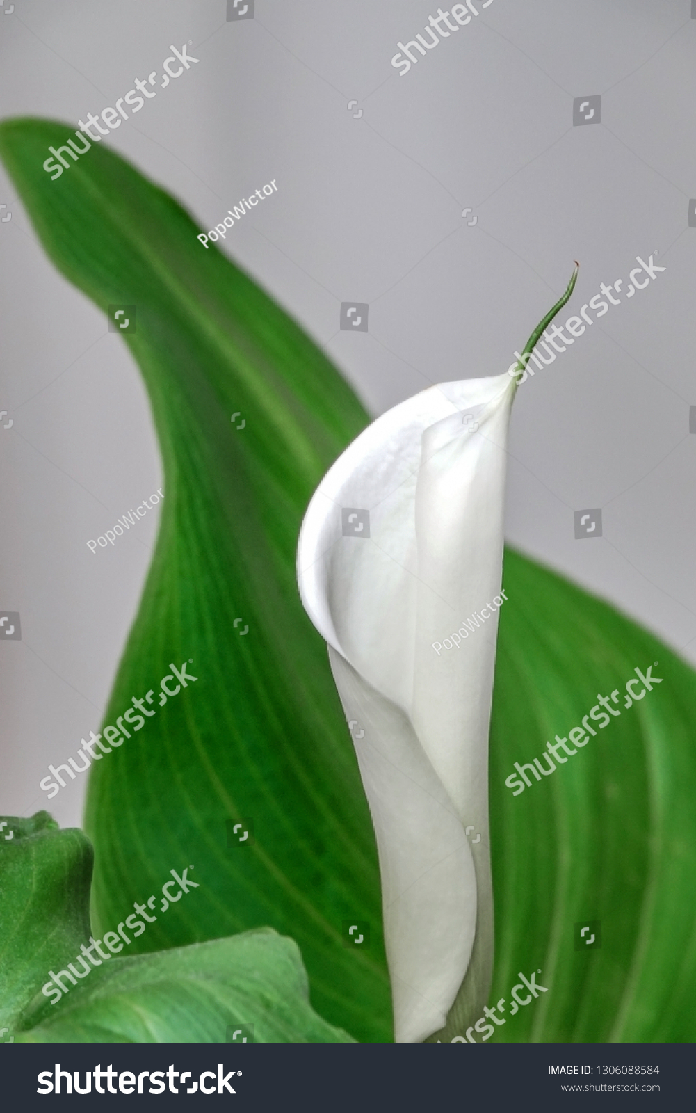 White Kala flower on a light background close up #1306088584