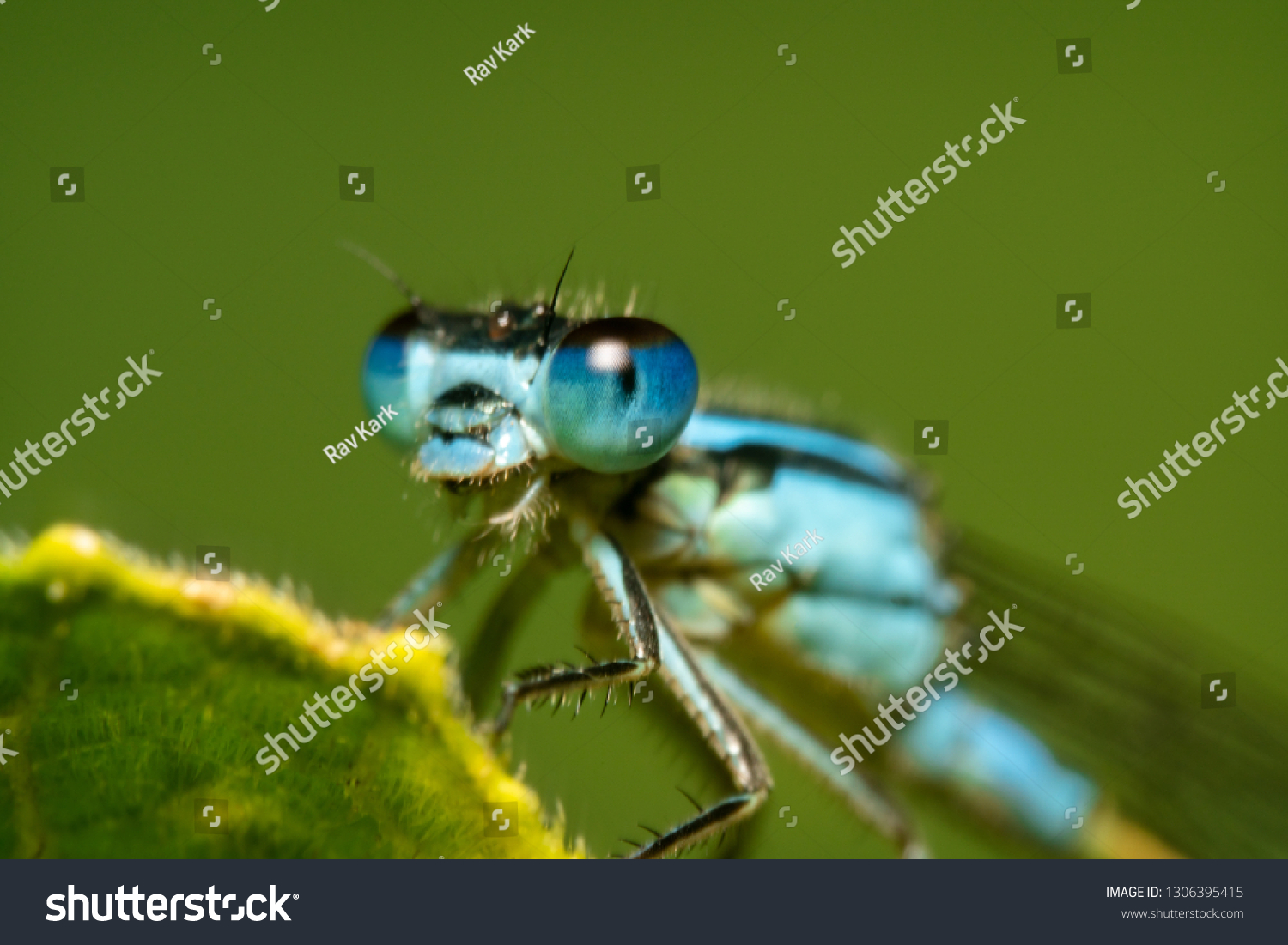 Blue damselfly portrait shot from the side with shiny eyes with reflection on them and clear spiky hair with a beautiful green background #1306395415