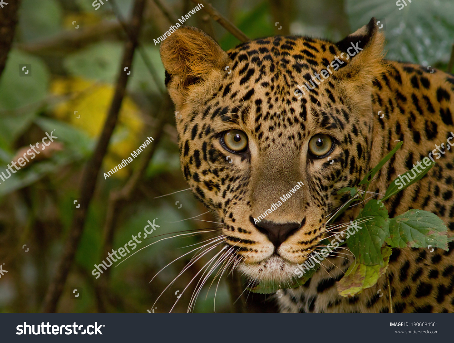 leopard from the Terai foothills - Rajaji National Park  #1306684561