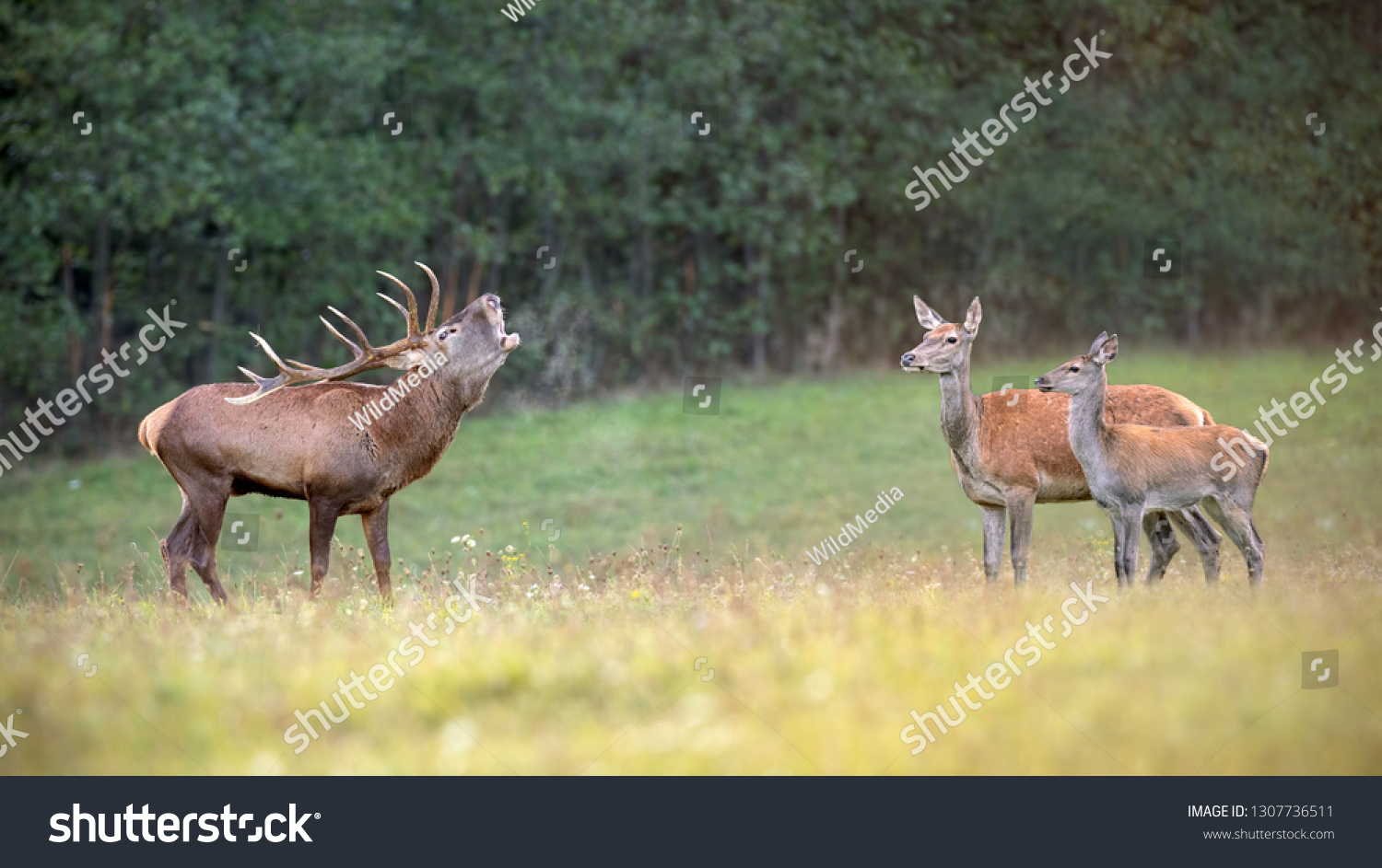 Red deer, cervus elaphus, herd in rutting season with stag bellowing. Animal family in nature. Group of wild mammals in wilderness in mating season. Space for copy. #1307736511