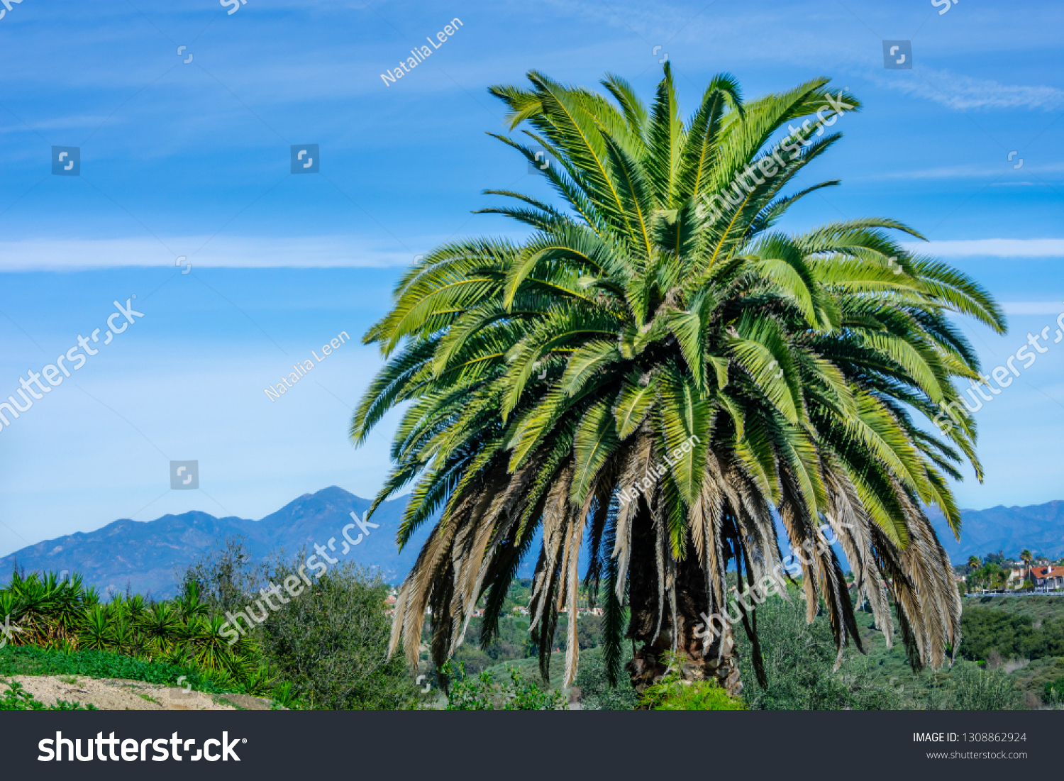 Palm tree on blue sky and mountains background, California. Beautiful summer natural background. #1308862924