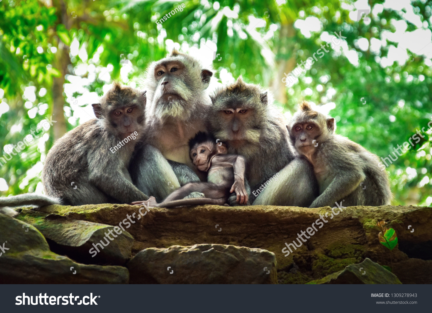 The family of monkeys with baby monkey. Monkey forest, Ubud, Bali, Indonesia. #1309278943